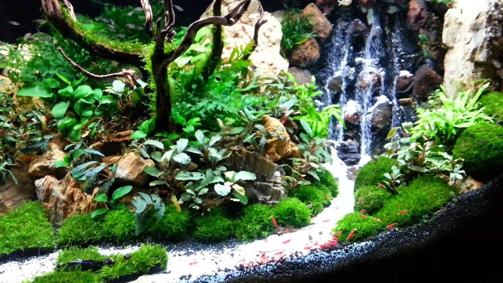 Detail Contoh Aquascape Air Terjun Nomer 10