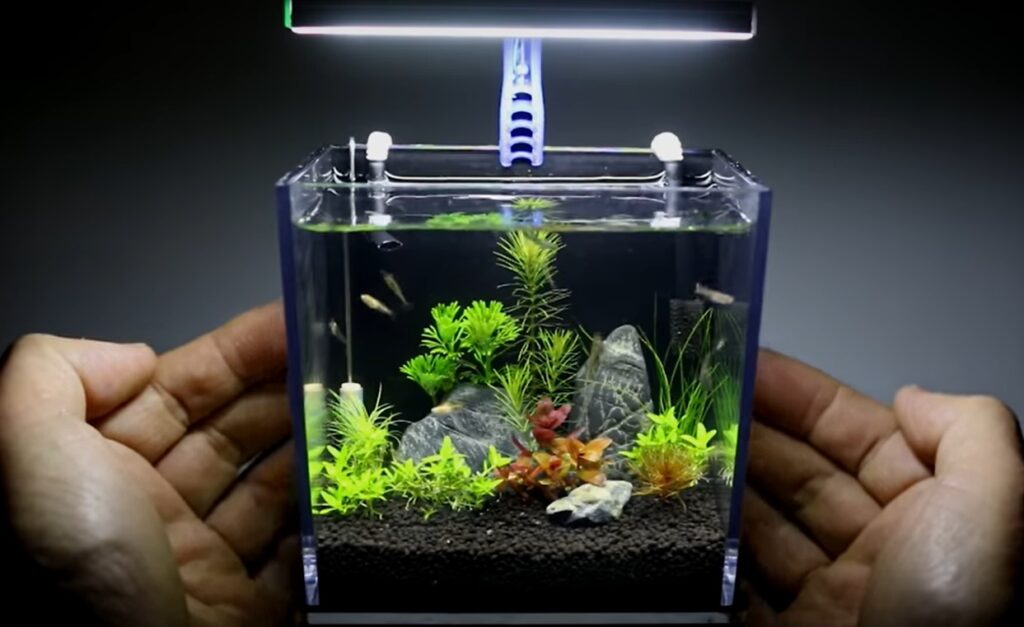 Contoh Aquascape Mini - KibrisPDR