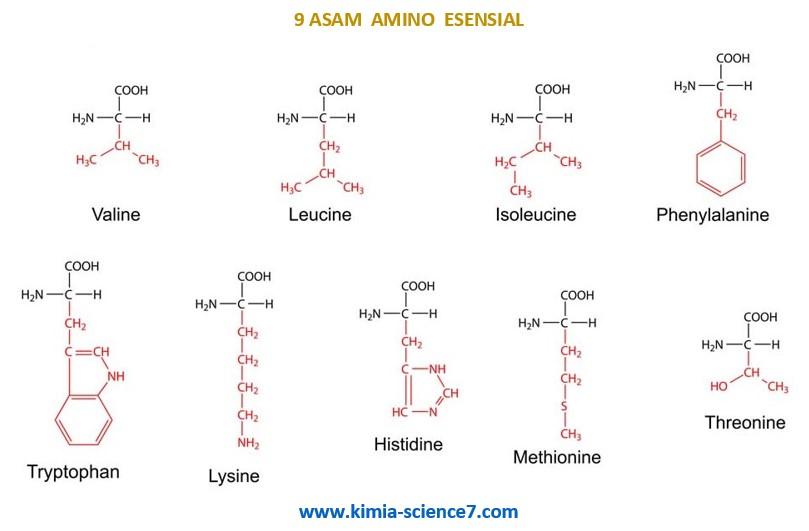 Detail Contoh Asam Amino Esensial Nomer 19