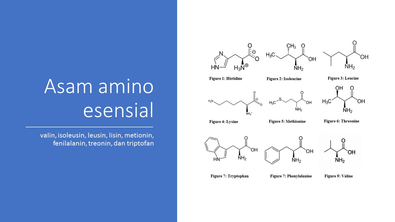 Detail Contoh Asam Amino Esensial Nomer 20