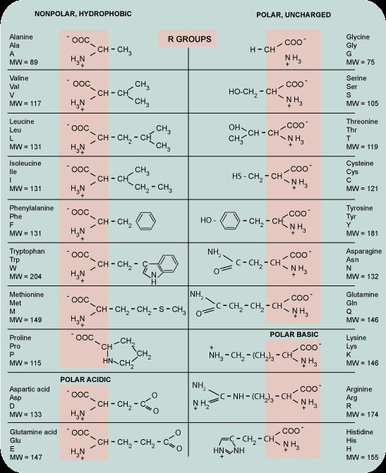 Detail Contoh Asam Amino Esensial Nomer 23