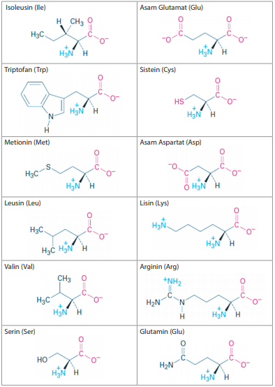 Detail Contoh Asam Amino Esensial Nomer 46