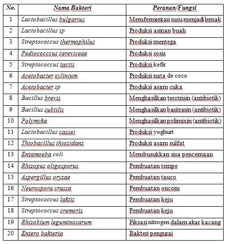 Detail Contoh Bakteri Gram Positif Nomer 20