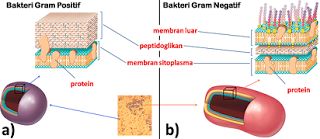 Detail Contoh Bakteri Gram Positif Nomer 34