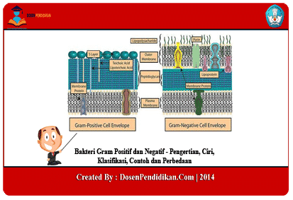 Detail Contoh Bakteri Gram Positif Dan Negatif Nomer 23