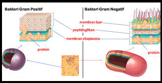 Detail Contoh Bakteri Gram Positif Dan Negatif Nomer 53