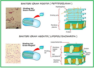 Detail Contoh Bakteri Gram Positif Dan Negatif Nomer 7