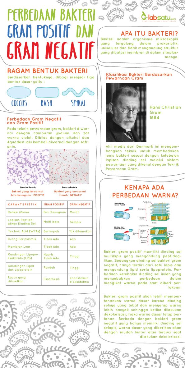 Detail Contoh Bakteri Gram Positif Dan Negatif Nomer 9