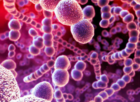 Detail Contoh Bakteri Streptococcus Nomer 12