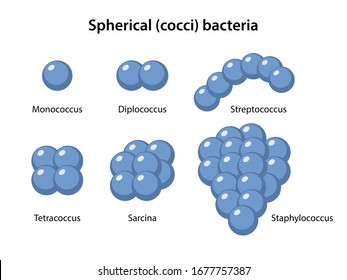 Detail Contoh Bakteri Streptococcus Nomer 13