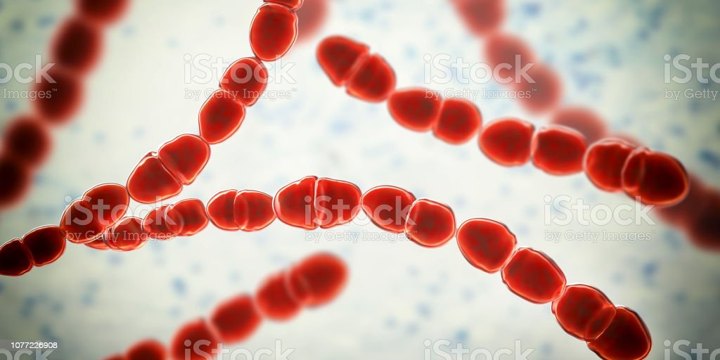 Detail Contoh Bakteri Streptococcus Nomer 16