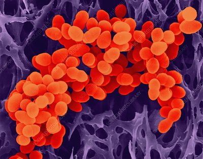 Detail Contoh Bakteri Streptococcus Nomer 17