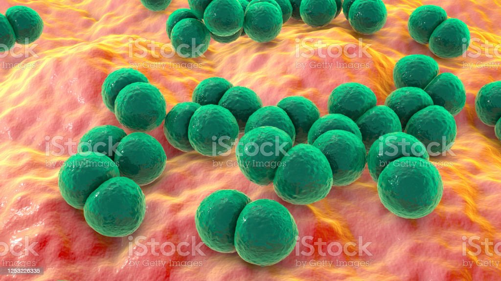 Detail Contoh Bakteri Streptococcus Nomer 19