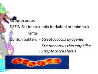 Detail Contoh Bakteri Streptococcus Nomer 21