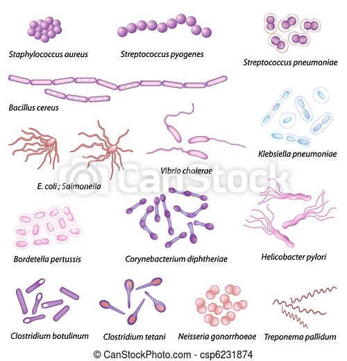 Detail Contoh Bakteri Streptococcus Nomer 23