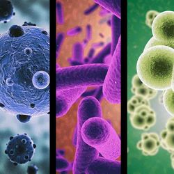 Detail Contoh Bakteri Streptococcus Nomer 24