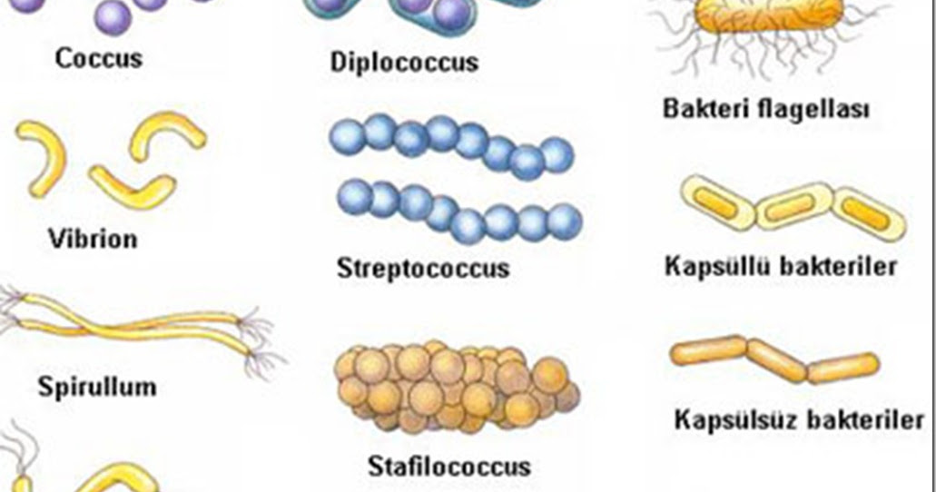 Detail Contoh Bakteri Streptococcus Nomer 25