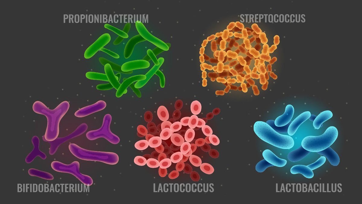 Detail Contoh Bakteri Streptococcus Nomer 27