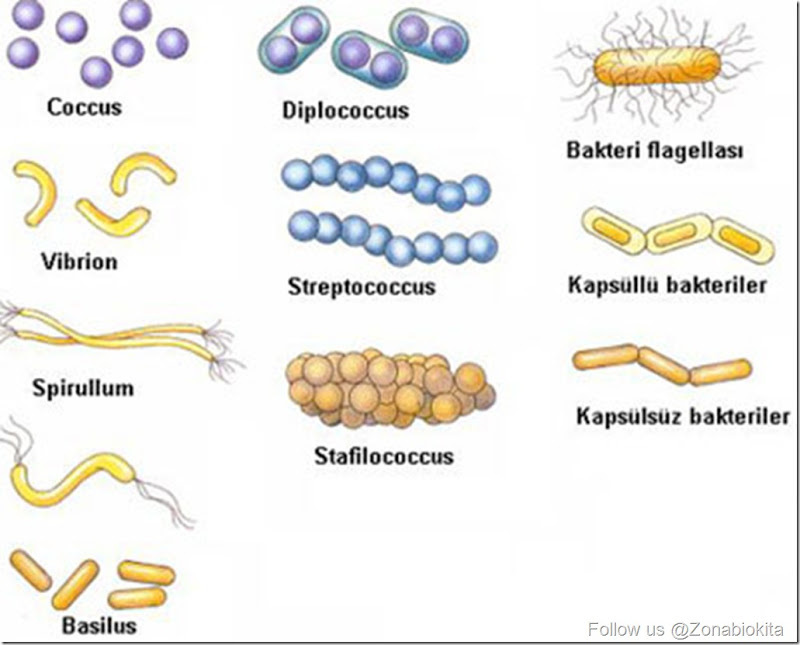 Detail Contoh Bakteri Streptococcus Nomer 5