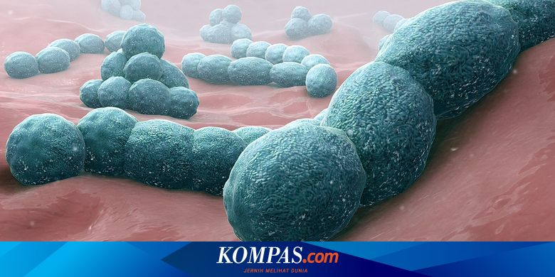 Detail Contoh Bakteri Streptococcus Nomer 34