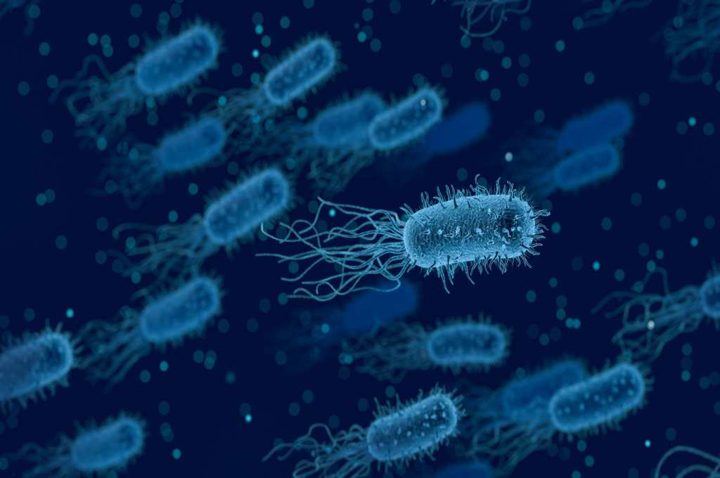 Detail Contoh Bakteri Streptococcus Nomer 37