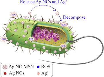 Detail Contoh Bakteri Streptococcus Nomer 41