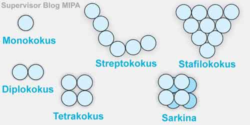 Detail Contoh Bakteri Streptococcus Nomer 48