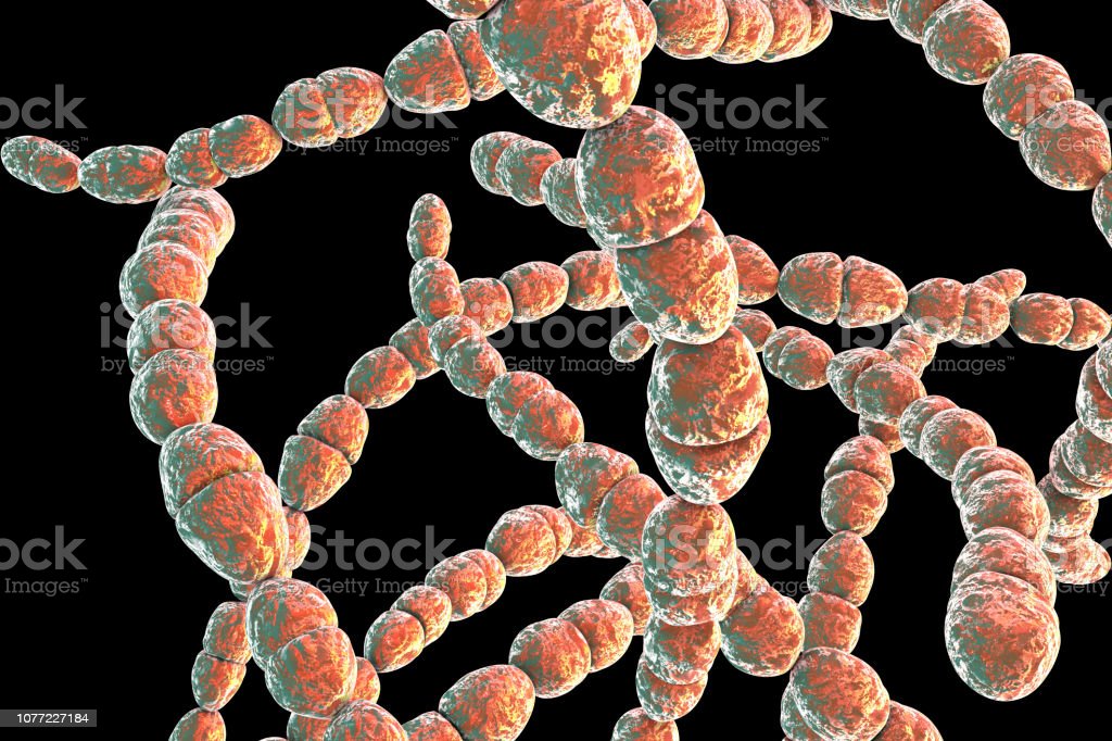 Detail Contoh Bakteri Streptococcus Nomer 9