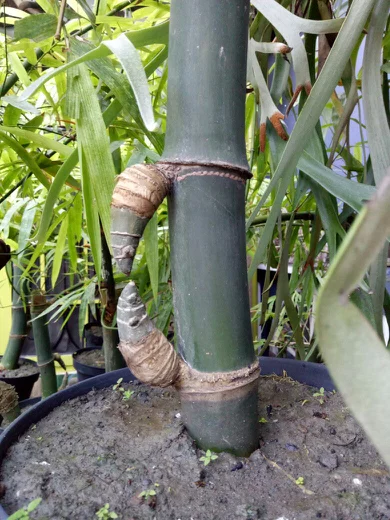 Detail Contoh Bambu Petuk Asli Nomer 11