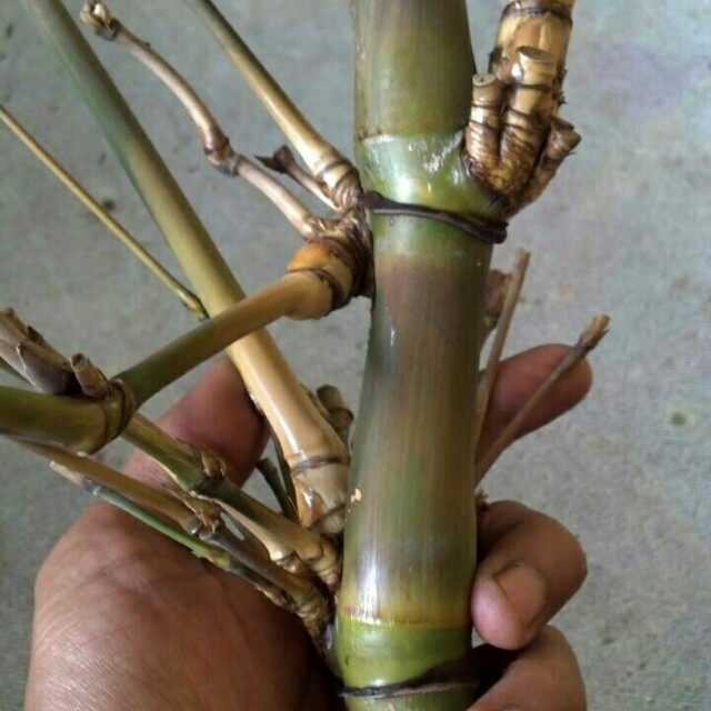 Detail Contoh Bambu Petuk Asli Nomer 19