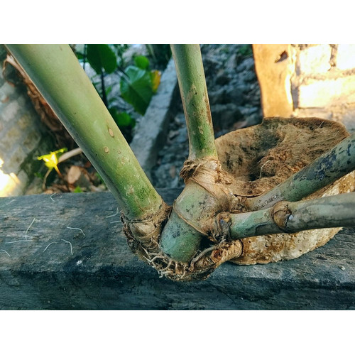 Detail Contoh Bambu Petuk Asli Nomer 30