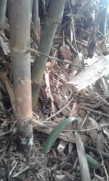 Detail Contoh Bambu Petuk Asli Nomer 39