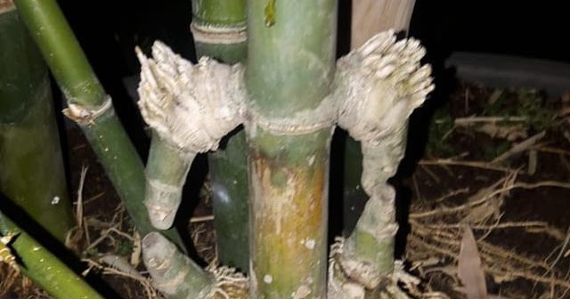 Detail Contoh Bambu Petuk Asli Nomer 45