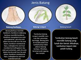 Detail Contoh Batang Basah Nomer 8