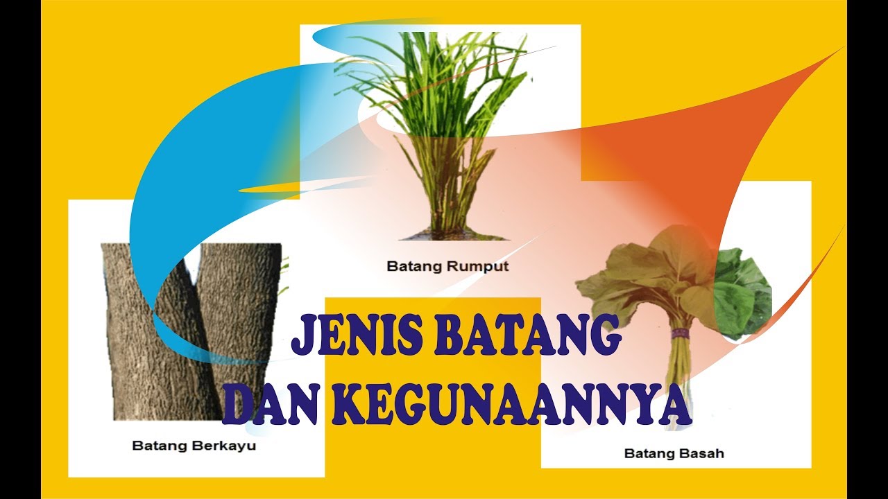 Detail Contoh Batang Berkayu Nomer 6