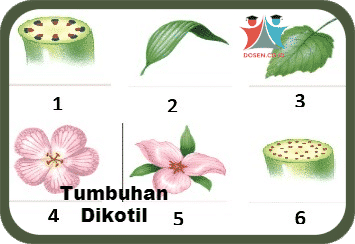 Detail Contoh Batang Dikotil Nomer 15