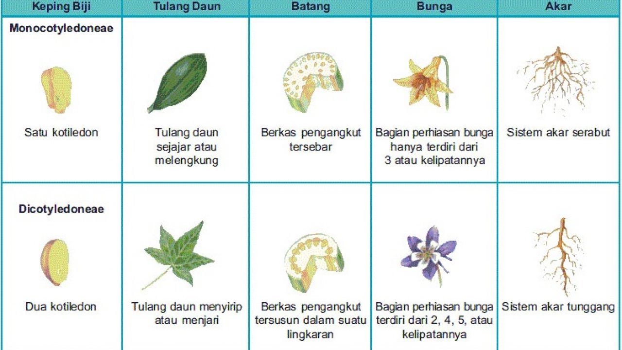 Detail Contoh Batang Dikotil Nomer 17