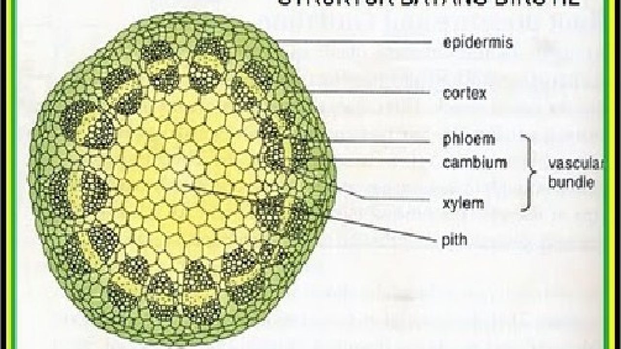 Detail Contoh Batang Dikotil Nomer 18