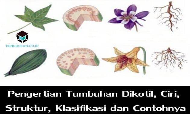 Detail Contoh Batang Dikotil Nomer 20