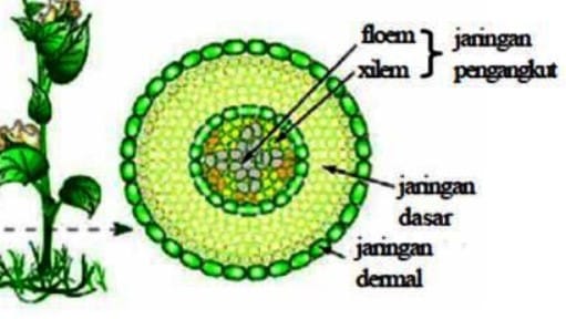 Detail Contoh Batang Dikotil Nomer 22