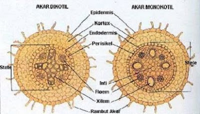 Detail Contoh Batang Dikotil Nomer 23