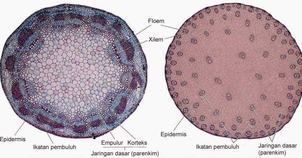 Detail Contoh Batang Dikotil Nomer 37