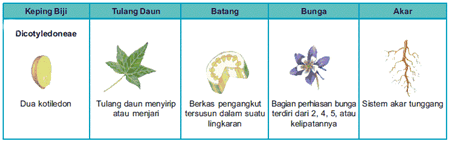 Detail Contoh Batang Dikotil Nomer 49