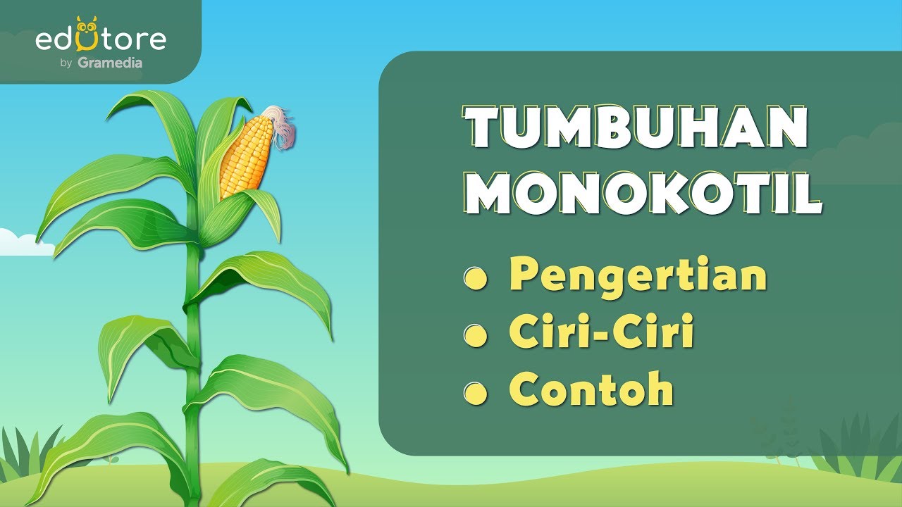 Detail Contoh Batang Dikotil Dan Monokotil Nomer 29