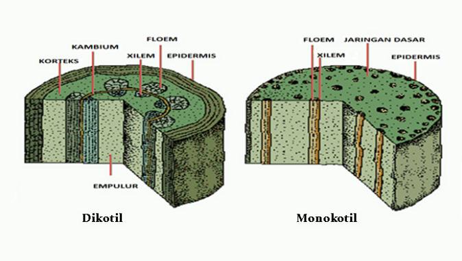 Detail Contoh Batang Dikotil Dan Monokotil Nomer 34