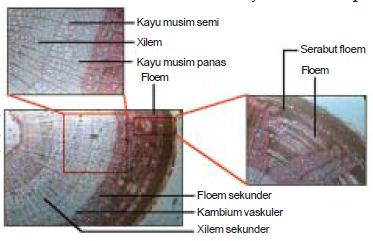 Detail Contoh Batang Dikotil Dan Monokotil Nomer 52