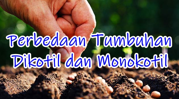 Detail Contoh Batang Monokotil Nomer 38