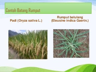 Detail Contoh Batang Rumput Nomer 19