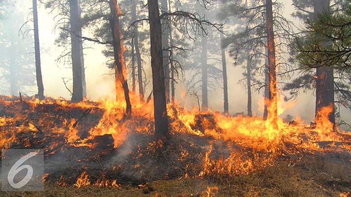 Contoh Berita Kebakaran Hutan - KibrisPDR