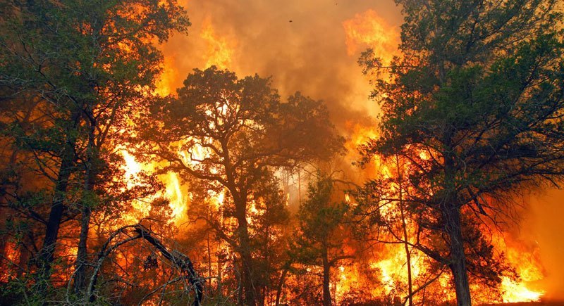 Detail Contoh Berita Kebakaran Hutan Nomer 12